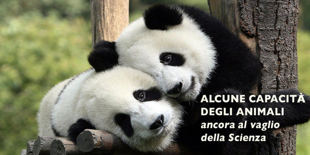 Abbraccio di Panda (Commons Wikimedia)